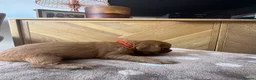 Cavapoo dogs for sale: Beautiful apricot cavapoos PRICE REDUCED £1900 - Advert 15