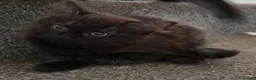 Mixed Breed cats for sale: 2 females, 1 black fluffy 1 short haired tabby - Advert 5