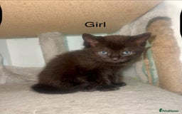Ragdoll cats for sale: (2 GIRLS LEFT) 3 BiColour Ragdoll Ready in 3Weeks - Image 13