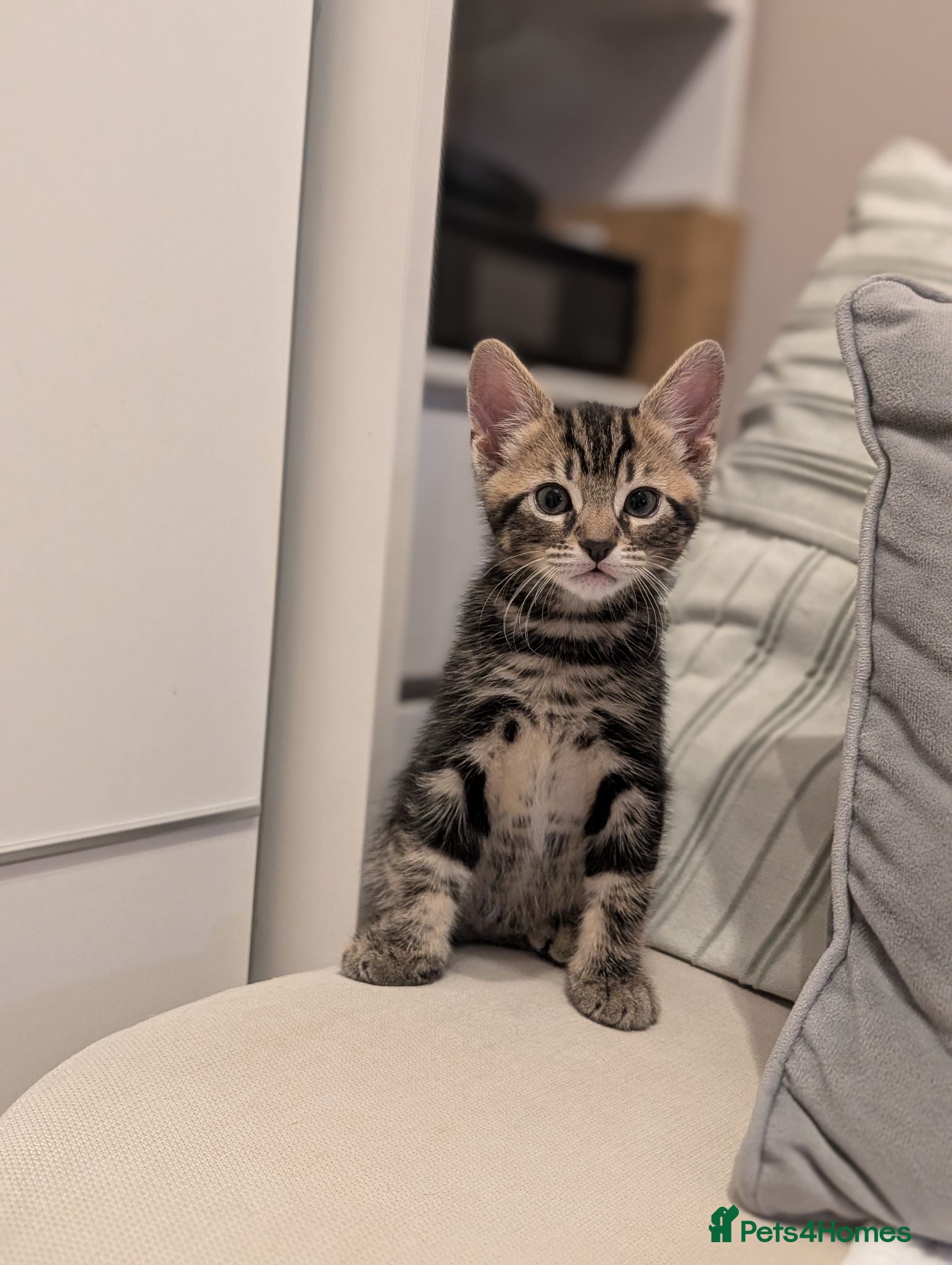 Mixed Breed cats Adorable kittens available  - Advert 2