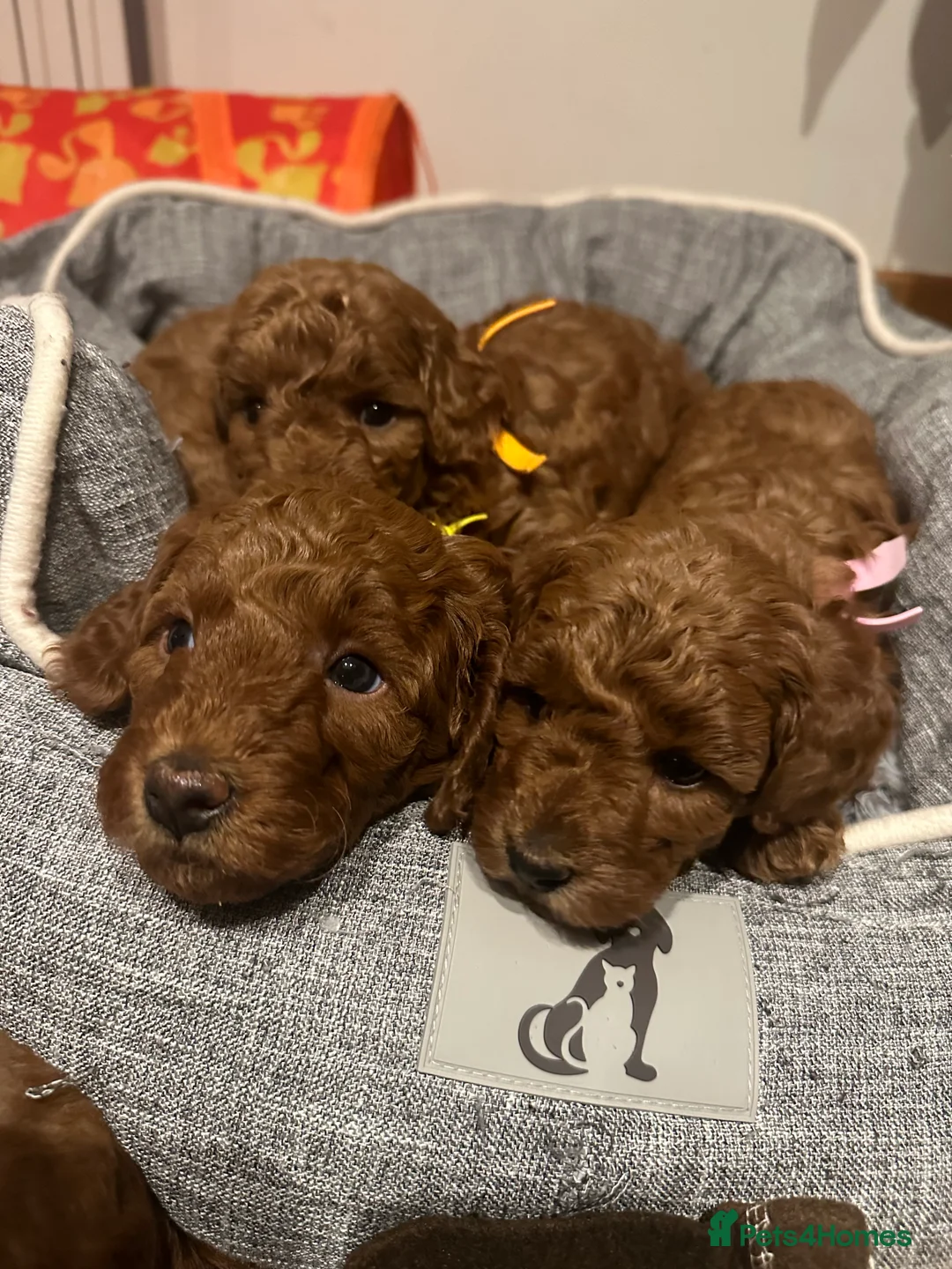 Miniature Poodle dogs for stud: Deep red KC reg miniature poodle stud in Tonbridge - Advert 7