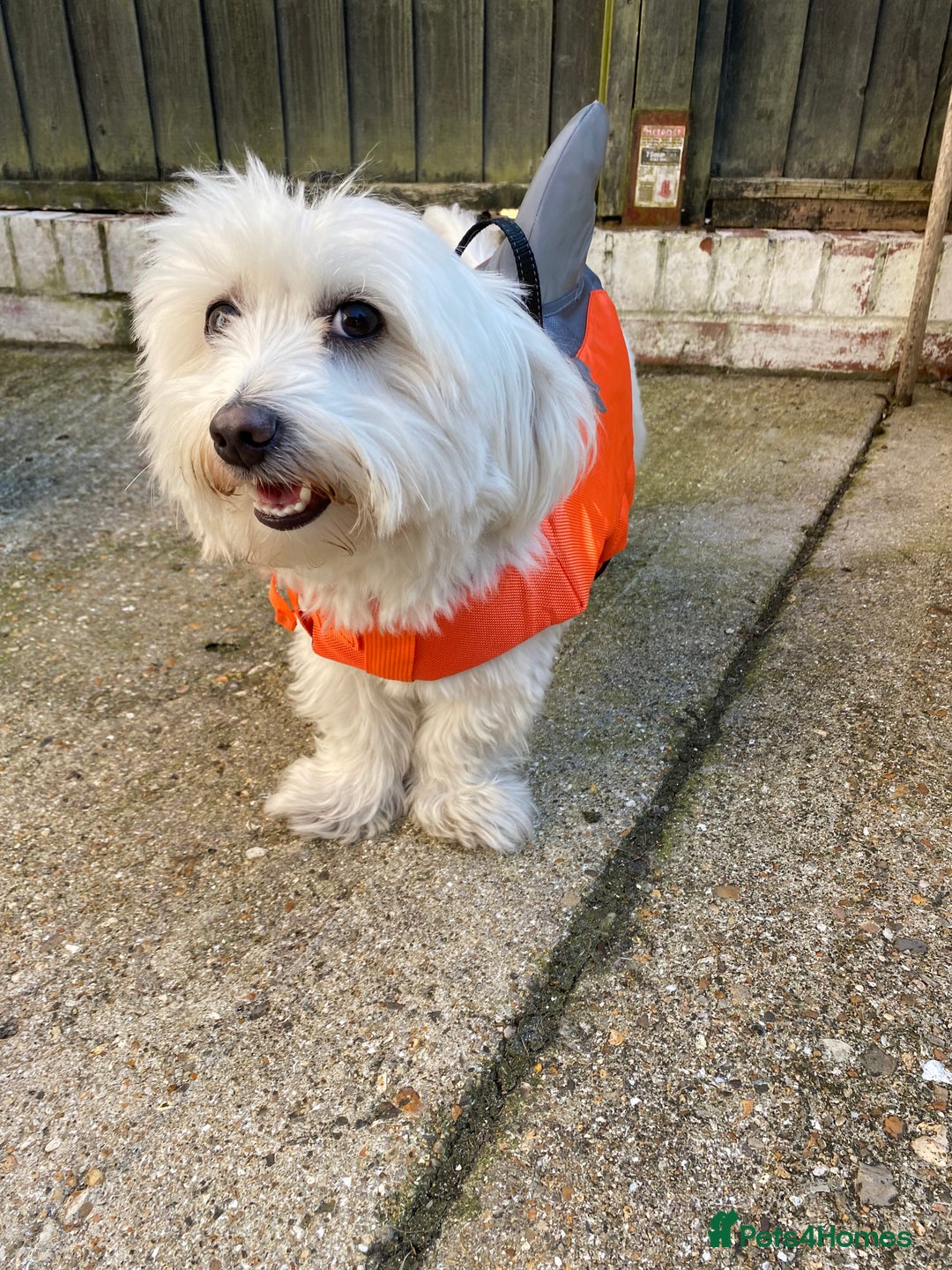 Mixed Breed dogs for sale: Female Maltipoo X Bichon Frise 2 years Old  - Advert 6