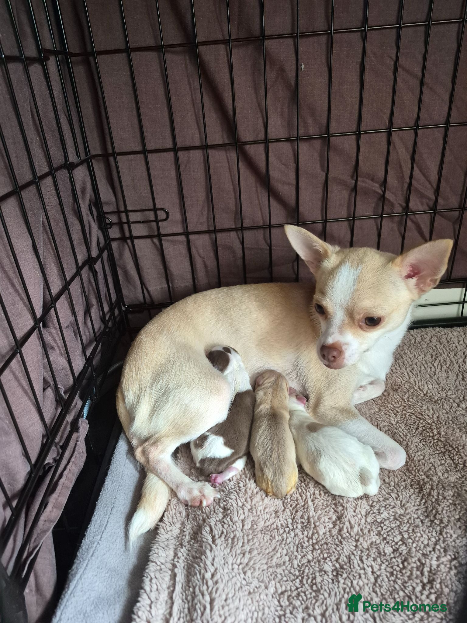 Chihuahua dogs 3 beautiful chihuahua puppy's  - Advert 3