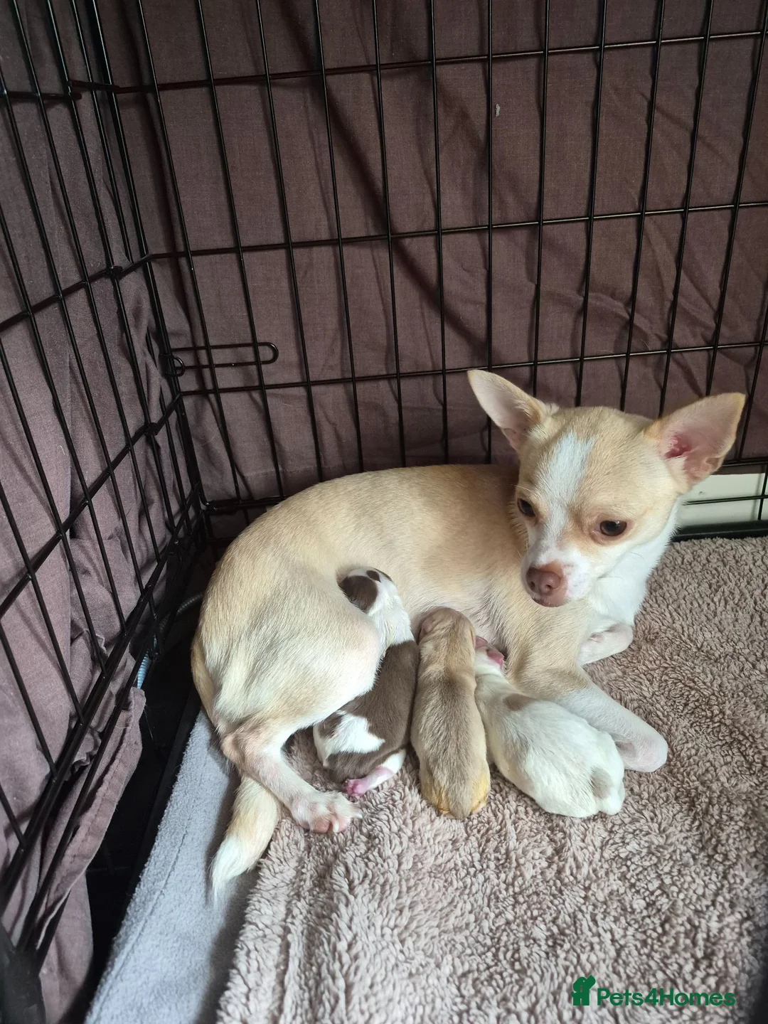 Chihuahua dogs for sale: 3 beautiful chihuahua puppy's  - Advert 1