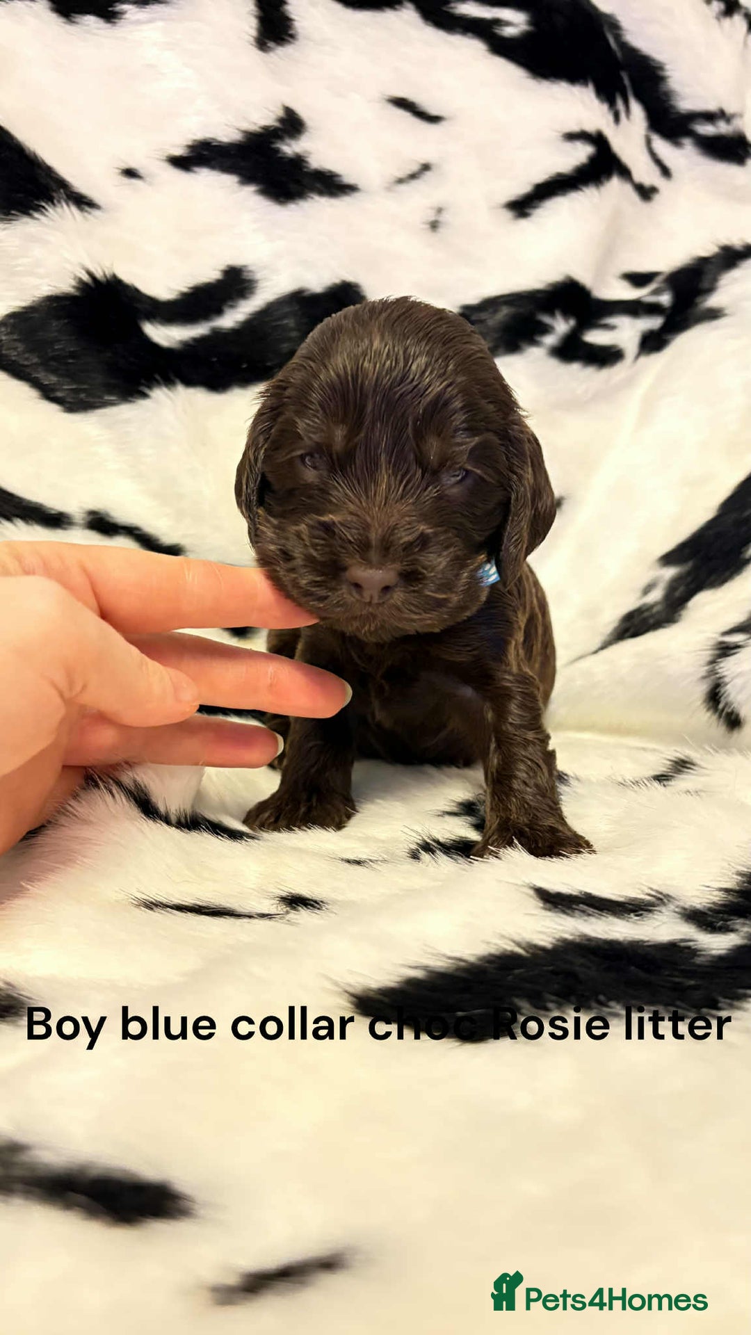 Cocker Spaniel dogs for sale: Beautiful show cocker puppies  - Advert 3