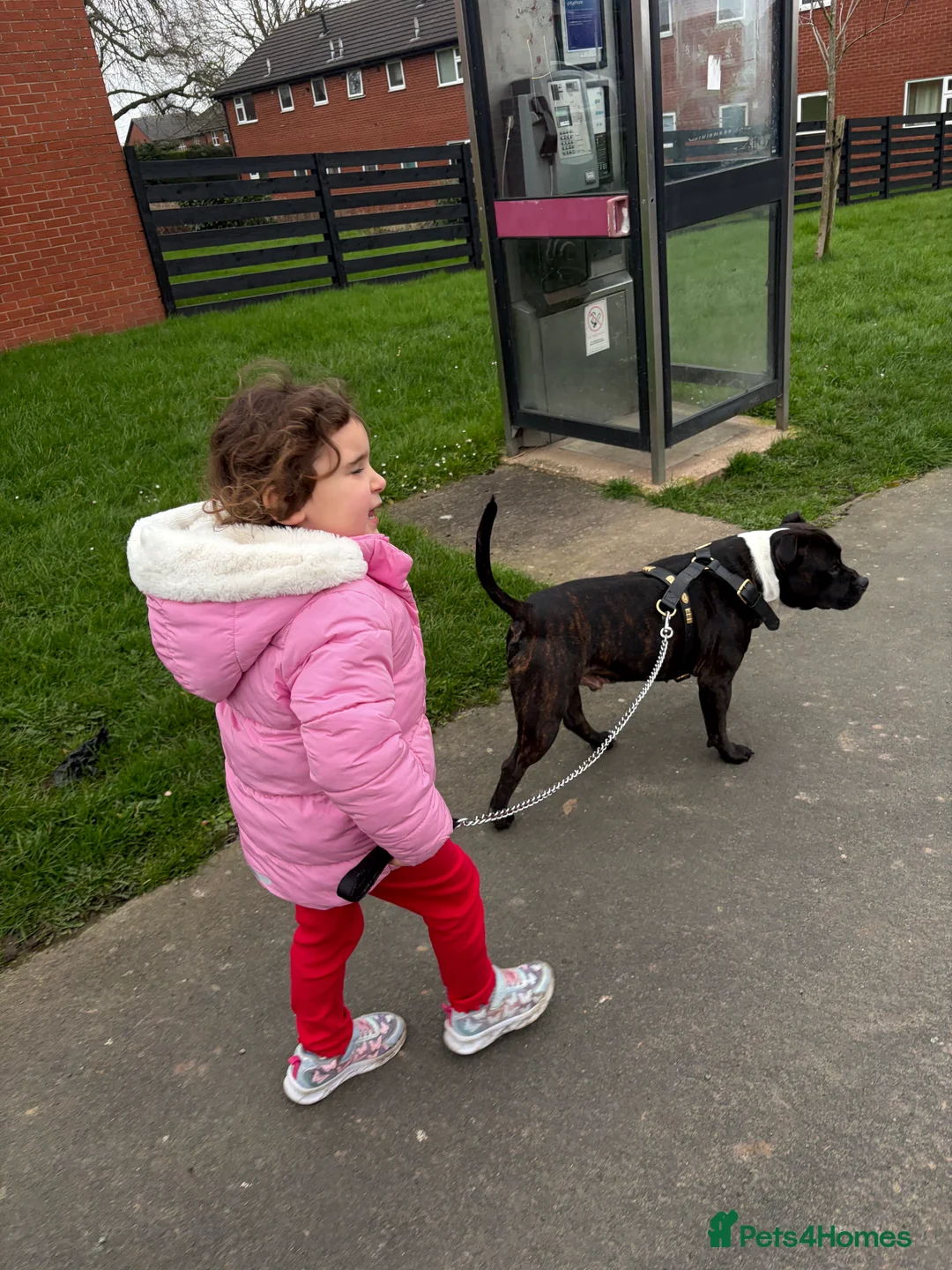 Staffordshire Bull Terrier dogs for stud: Male Staffordshire bull terrier 2 years old in Oswestry - Advert 2
