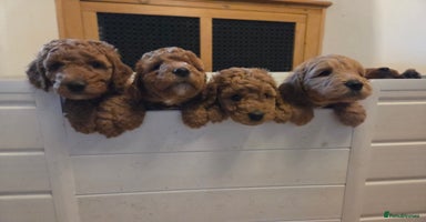 Goldendoodle dogs Beautiful F1B Goldendoodle Puppies DNA tested - Advert 2