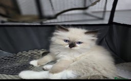 Ragdoll cats for sale: precious blue eye Ragdolls.  - Image 6