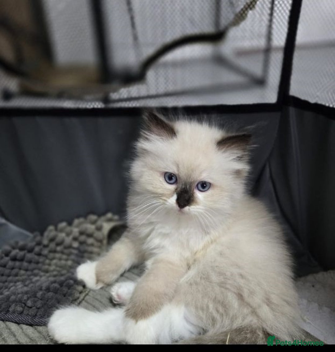 Ragdoll cats for sale: precious blue eye Ragdolls.  - Image 6