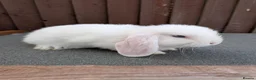 Mini Lop rabbits for sale: Purebred Minilops available to Reserve - Advert 11