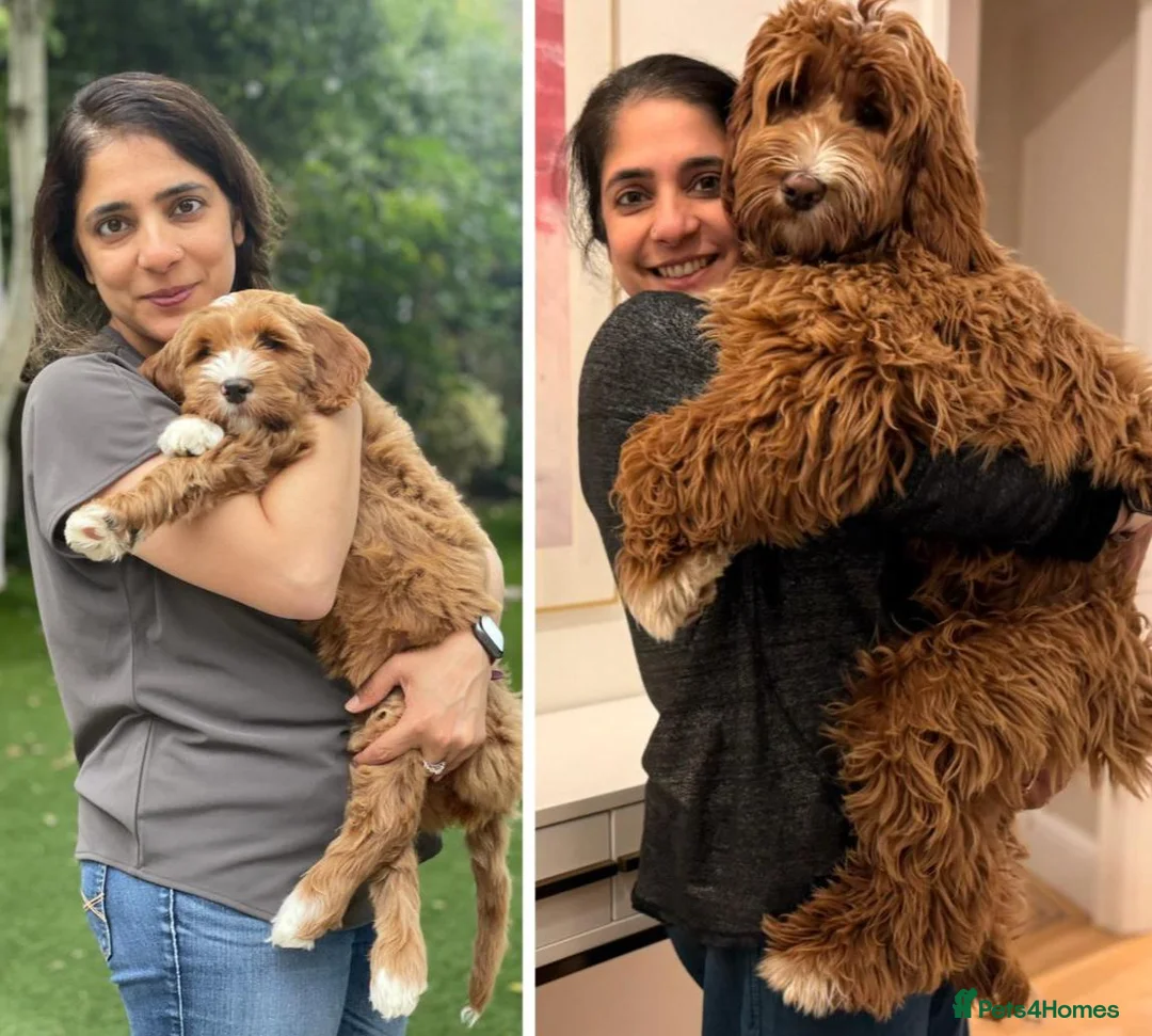 Australian Labradoodle dogs for sale: WAITING LIST Australian Labradoodles - RED & TUX  - Advert 31