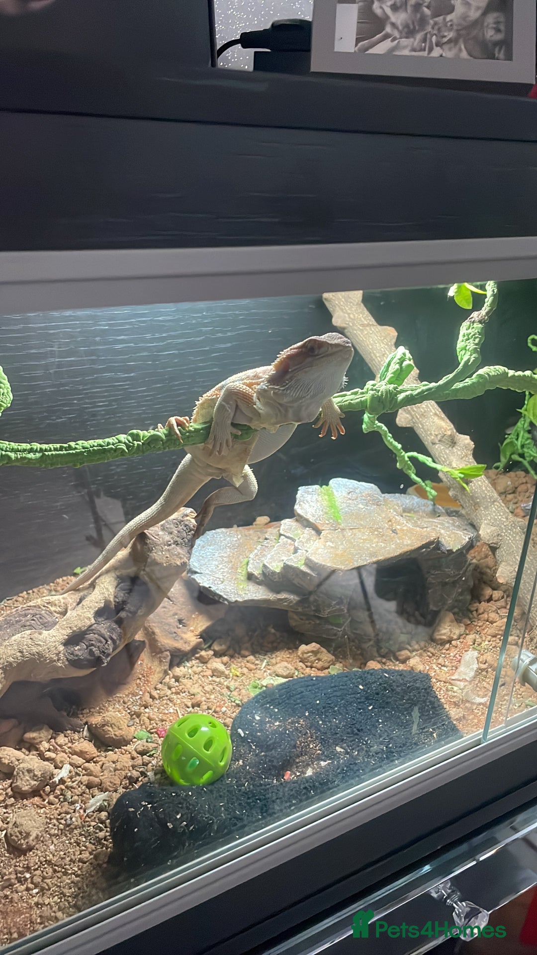 Bearded Dragon reptiles for sale: Bearded dragon  - Advert 3