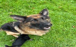 German Shepherd dogs for sale: Outstanding long coat German shepherd puppies  - Image 20