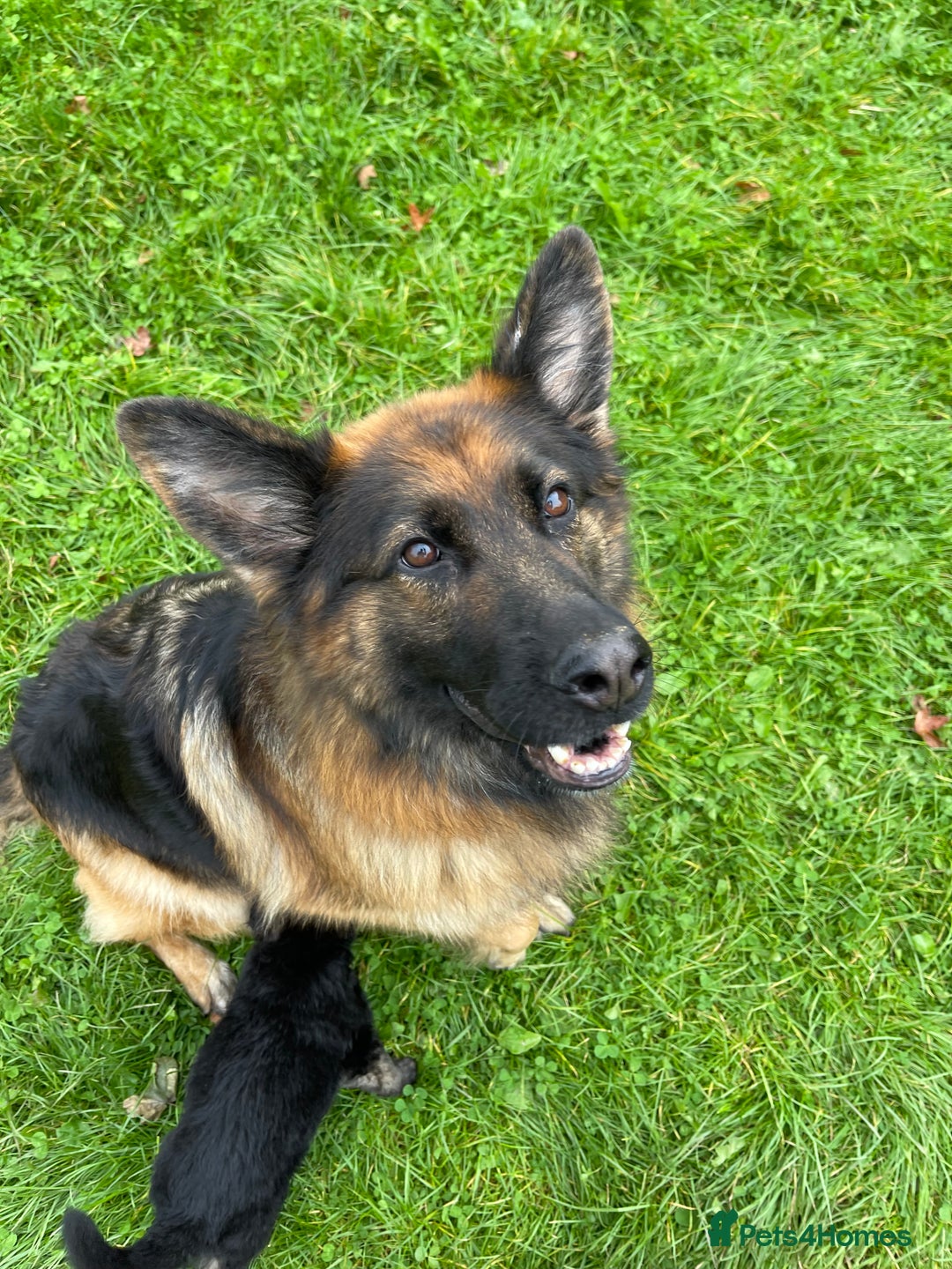 German Shepherd dogs for sale: Outstanding long coat German shepherd puppies  - Image 20