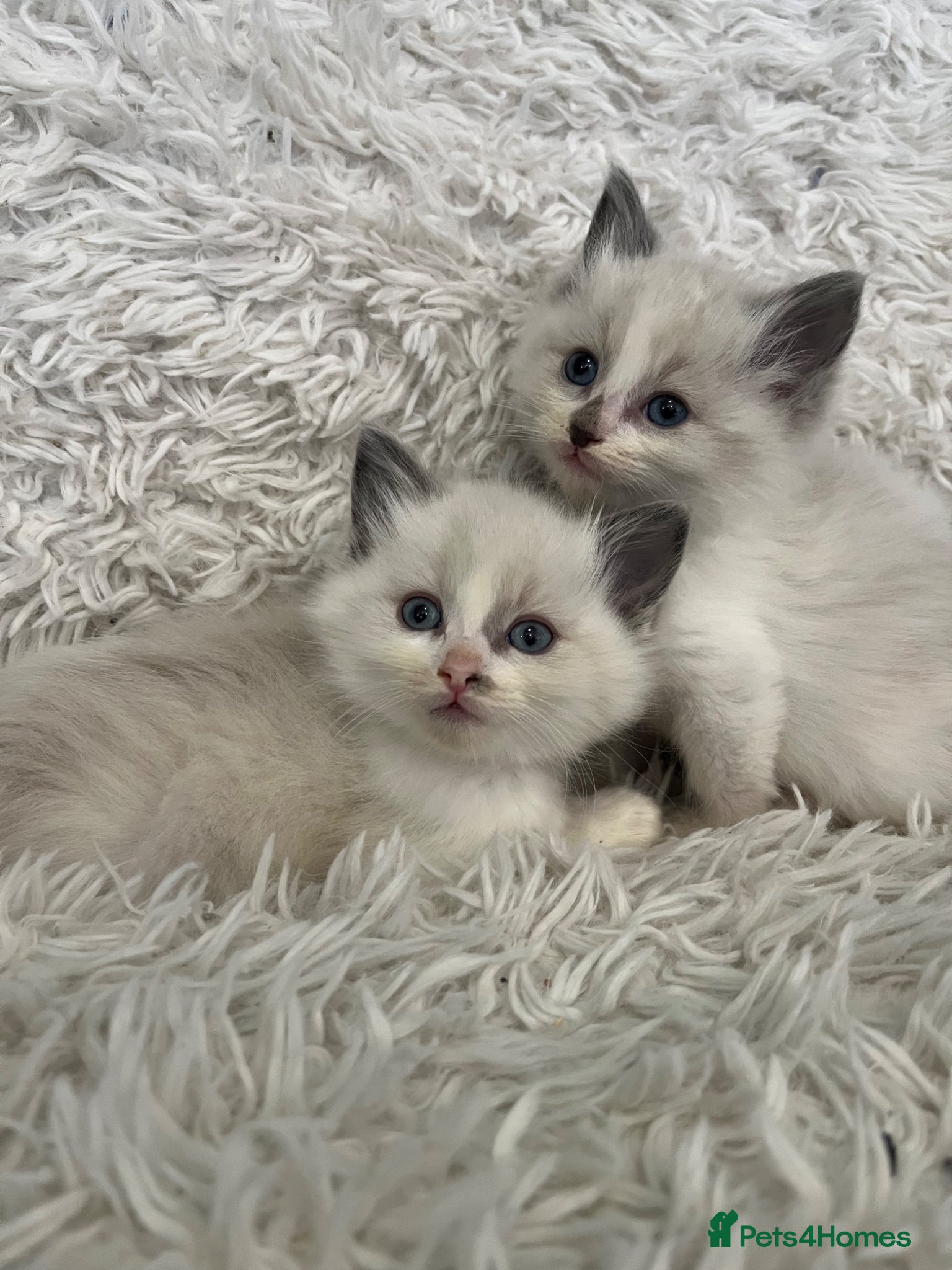 Ragdoll cats Beautiful lynx ragdoll kittens  - Advert 18