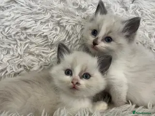 Ragdoll cats Beautiful lynx ragdoll kittens - Advert 18