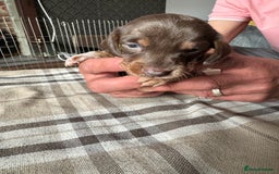 Miniature Dachshund dogs for sale: 🐾 Miniature Dachshund Puppies for Sale 🐾 - Image 19
