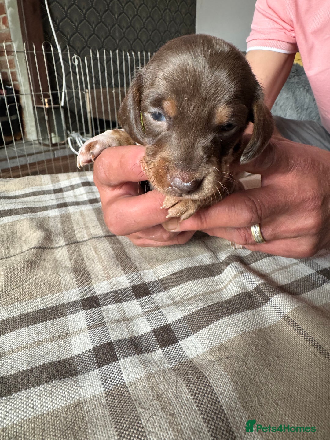 Miniature Dachshund dogs for sale: 🐾 Miniature Dachshund Puppies for Sale 🐾 - Image 19