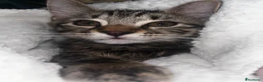 British Shorthair 1