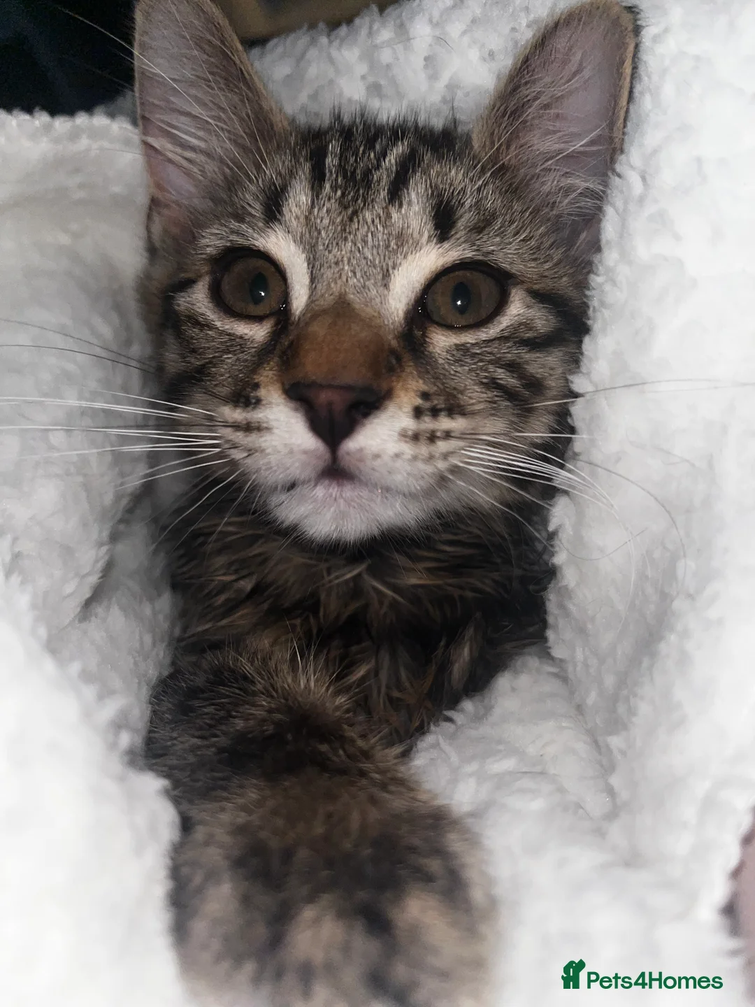British Shorthair cats for sale: Tabby kitten - Advert 2