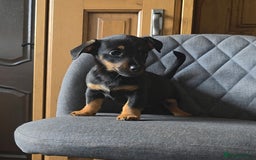 Mixed Breed dogs for sale: F1 Dachshund x Jack Russell  - Image 2