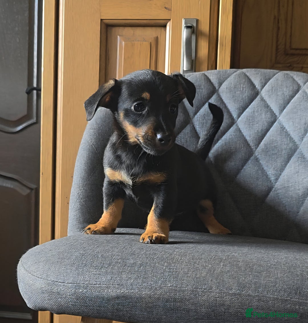 Mixed Breed dogs for sale: F1 Dachshund x Jack Russell  - Image 2