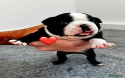 Boston Terrier dogs for sale: Beautiful Boston Terrier Puppies  - Image 16