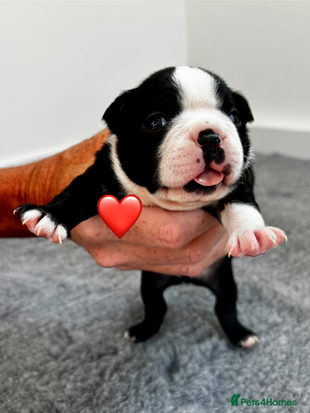 Boston Terrier dogs for sale: Beautiful Boston Terrier Puppies  - Image 16