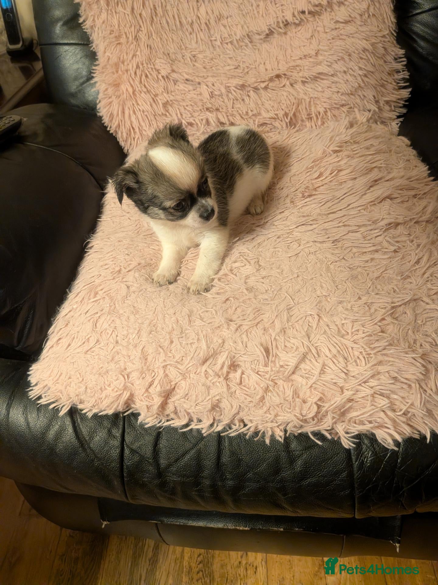 Chihuahua dogs Lovely tiny loyal chihuahua puppy for New gome - Advert 1