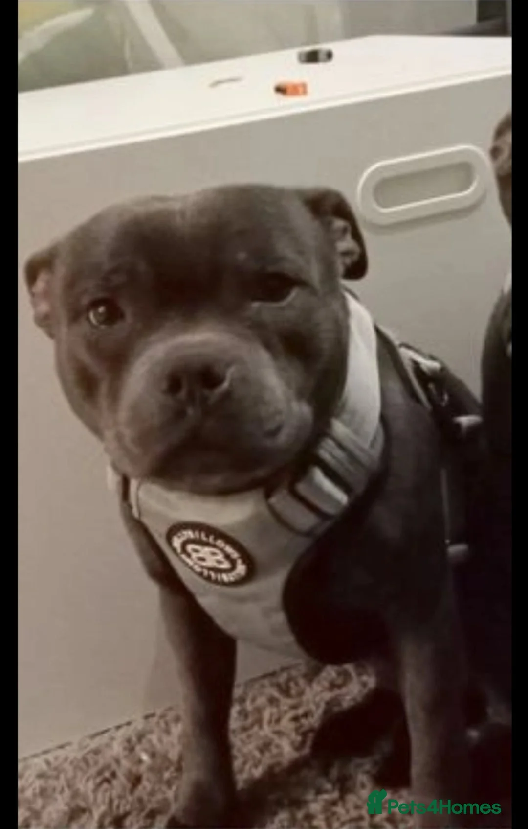 Staffordshire Bull Terrier dogs for stud: **ROSCO**OUTSTANDING BLUE STUD! in Birmingham - Advert 15