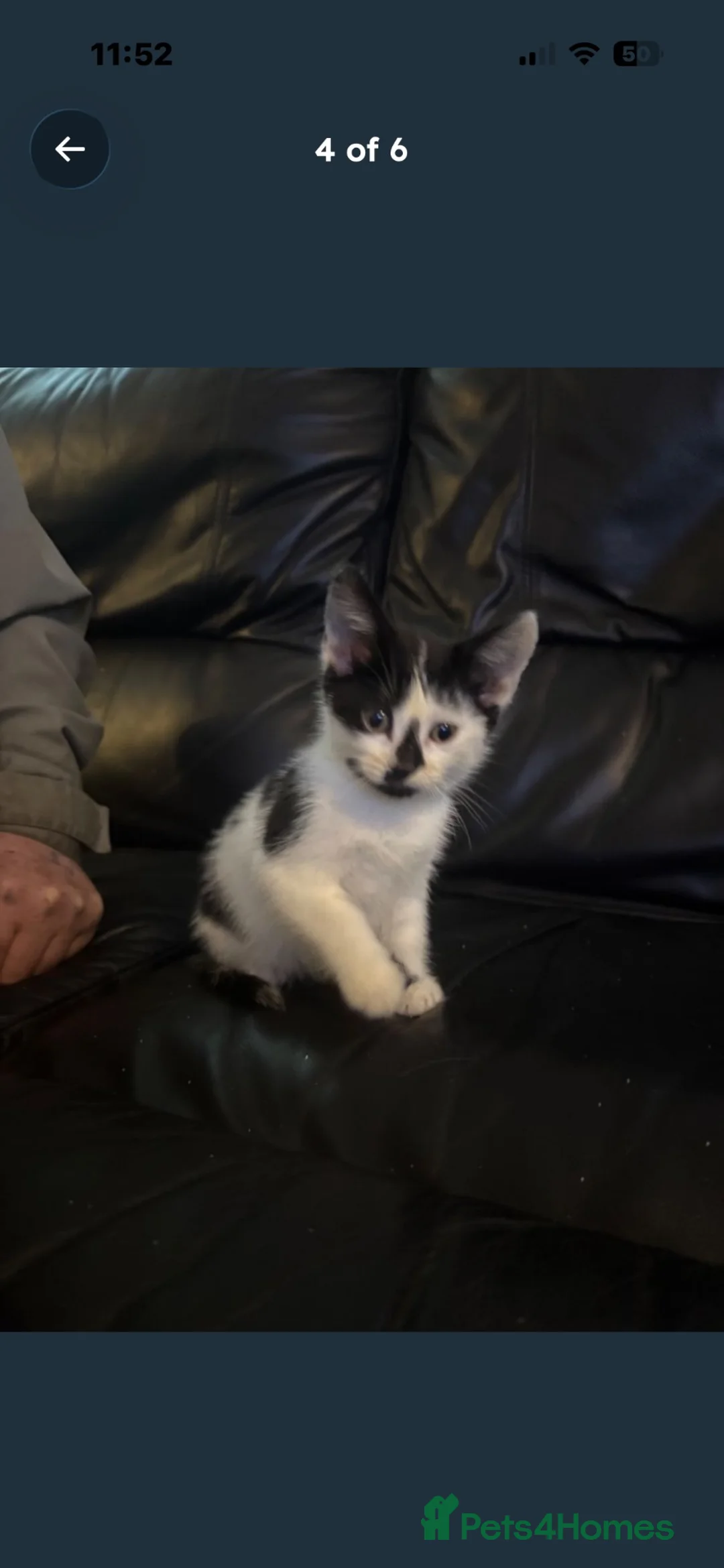 Mixed Breed cats for sale: Kittens - Advert 2