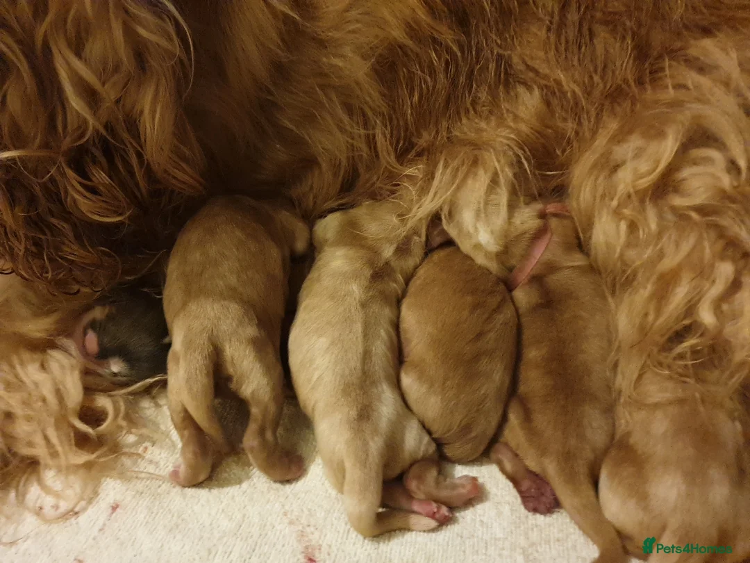 Cocker Spaniel dogs for stud: Stunning Sable, Show Cocker Stud,  Health Tested. in Market Drayton - Advert 27