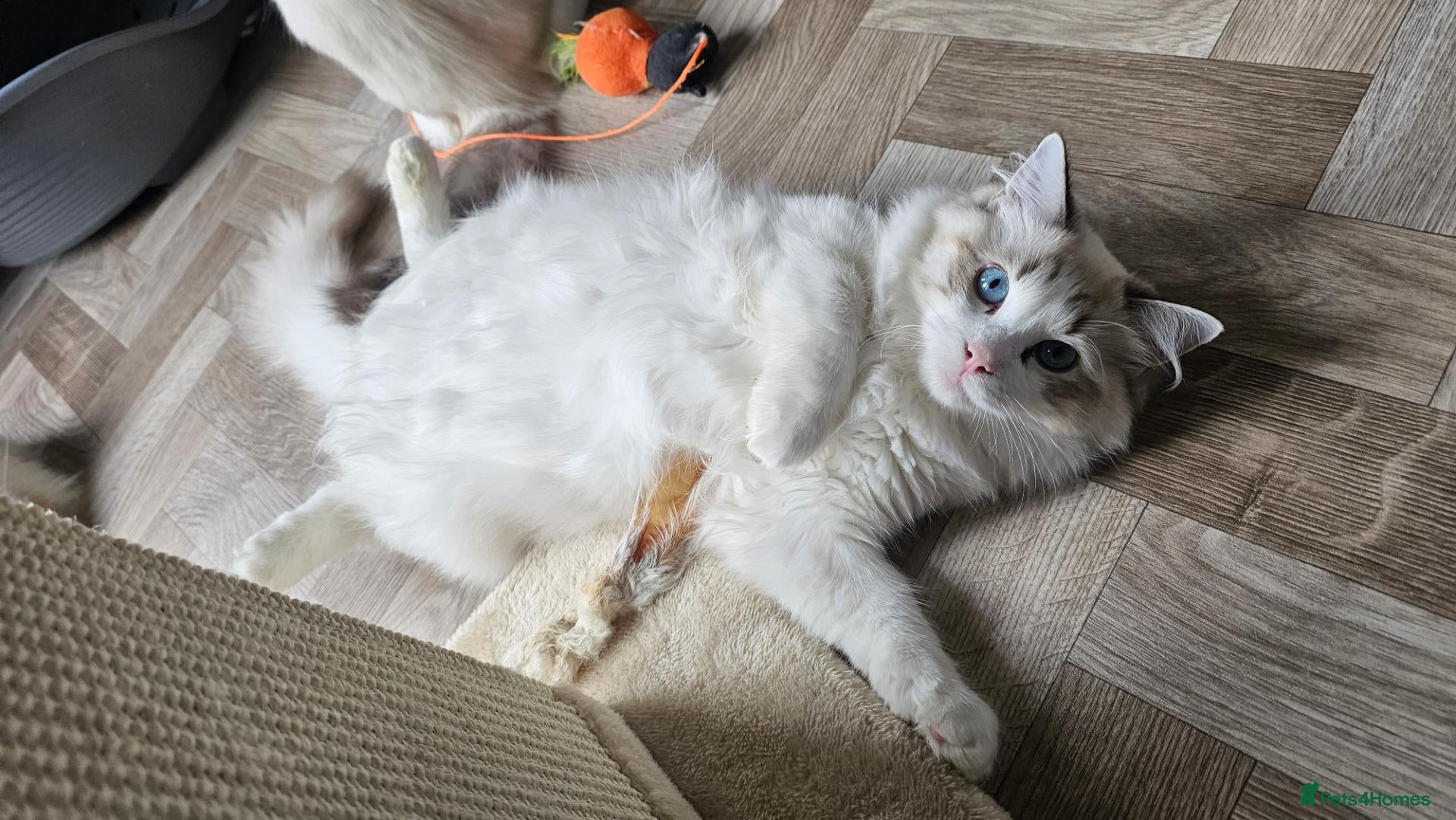Ragdoll cats LAST STUNNING BOY LEFT  - Advert 2