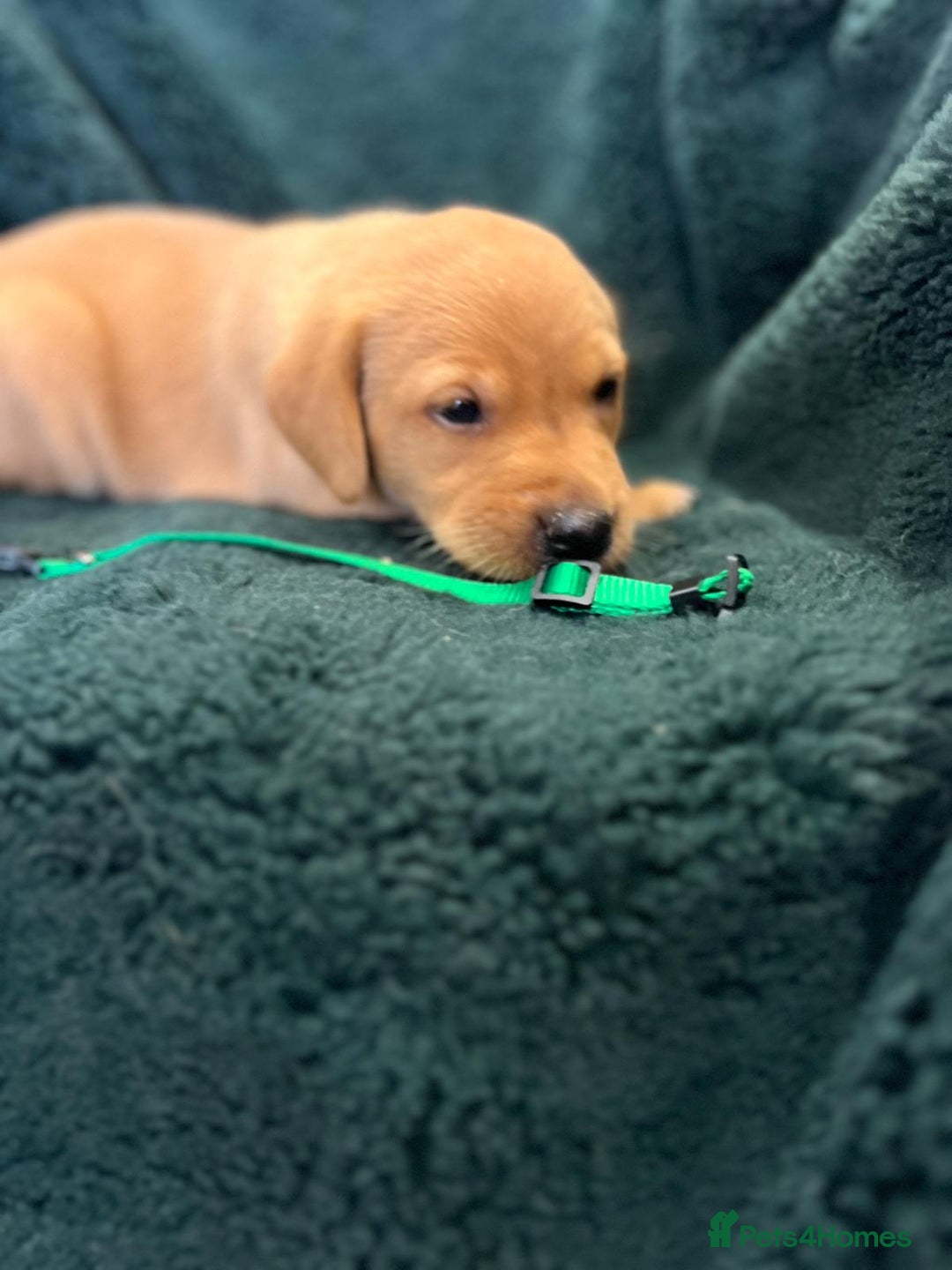 Labrador Retriever dogs for sale: KC Registered Labrador Puppies  - Image 8