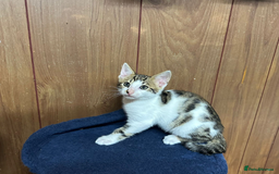 Bengal cats for sale: ​​Bengal X Ragdoll Mix Kittens - Ready to go! - Image 9