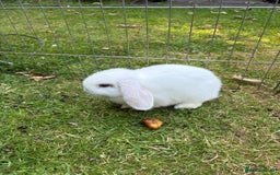 Mini Lop rabbits for sale: Mini lops for sale  - Image 3