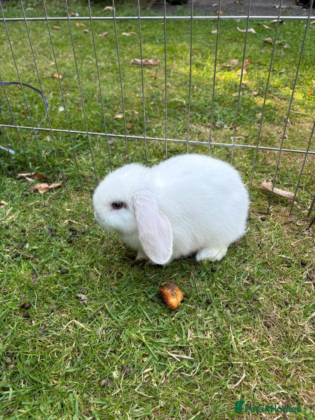 Mini Lop rabbits for sale: Mini lops for sale  - Image 3