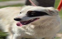 Mixed Breed dogs for adoption: Meet HANNAHH - a Lovely Girl for a Loving Home - Advert 15