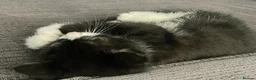 Mixed Breed cats for sale: Gorgeous Kittens ready now  in Bootle - Advert 4