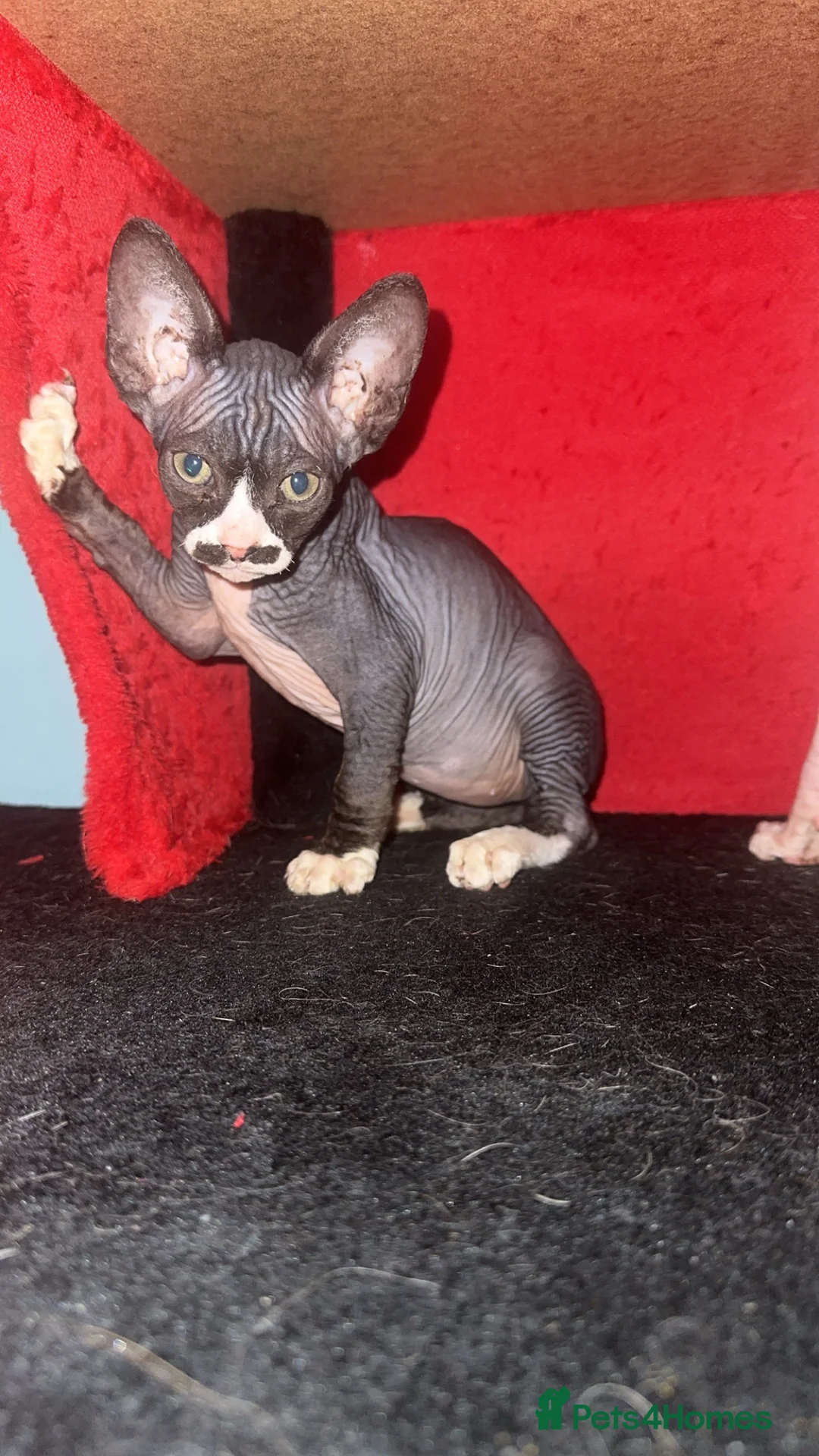 Mixed Breed cats for sale: Price lowered for handsome boy  - Advert 16