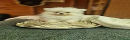 Pomeranian dogs for sale: Beautiful snow white Pomeranian puppy's  in Warrington - Advert 14