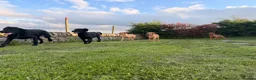 Labrador Retriever dogs for sale: Ready now Labrador puppies  - Advert 14