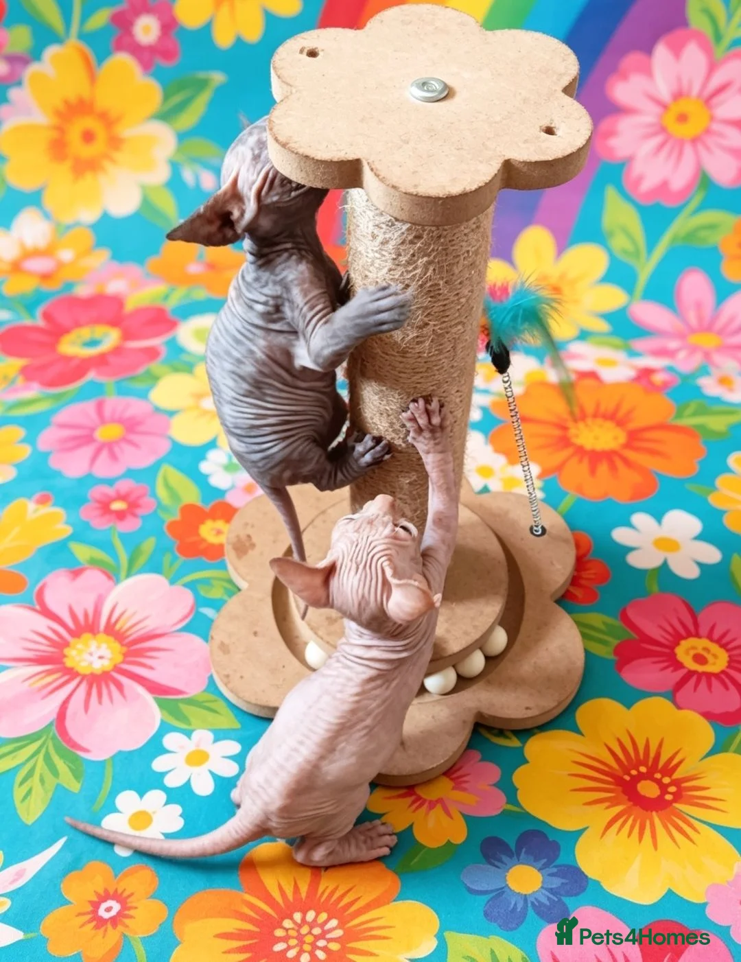 Sphynx cats for sale: STUNNING SPHYNX ELF/CANADIAN KITTENS - Advert 1