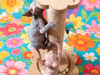 Sphynx cats STUNNING SPHYNX ELF/CANADIAN KITTENS - Advert 3