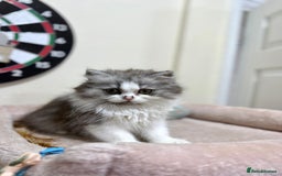 Mixed Breed cats for sale: Mixed breed kitten  - Image 4