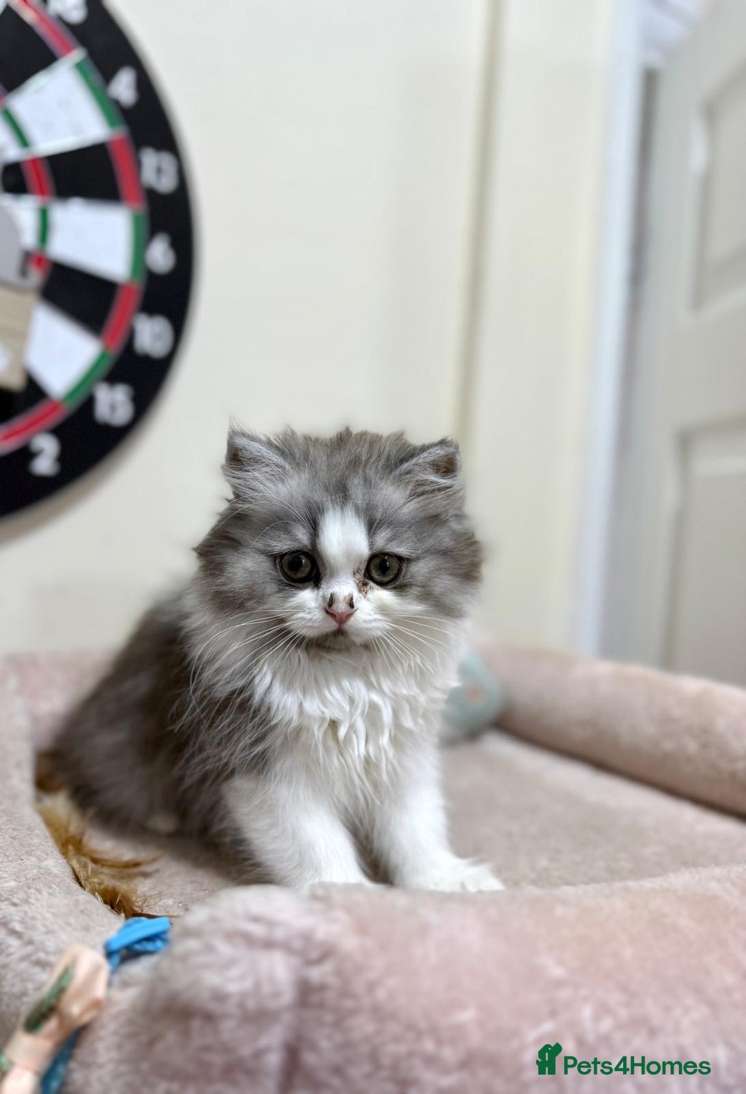 Mixed Breed cats for sale: Mixed breed kitten  - Image 4