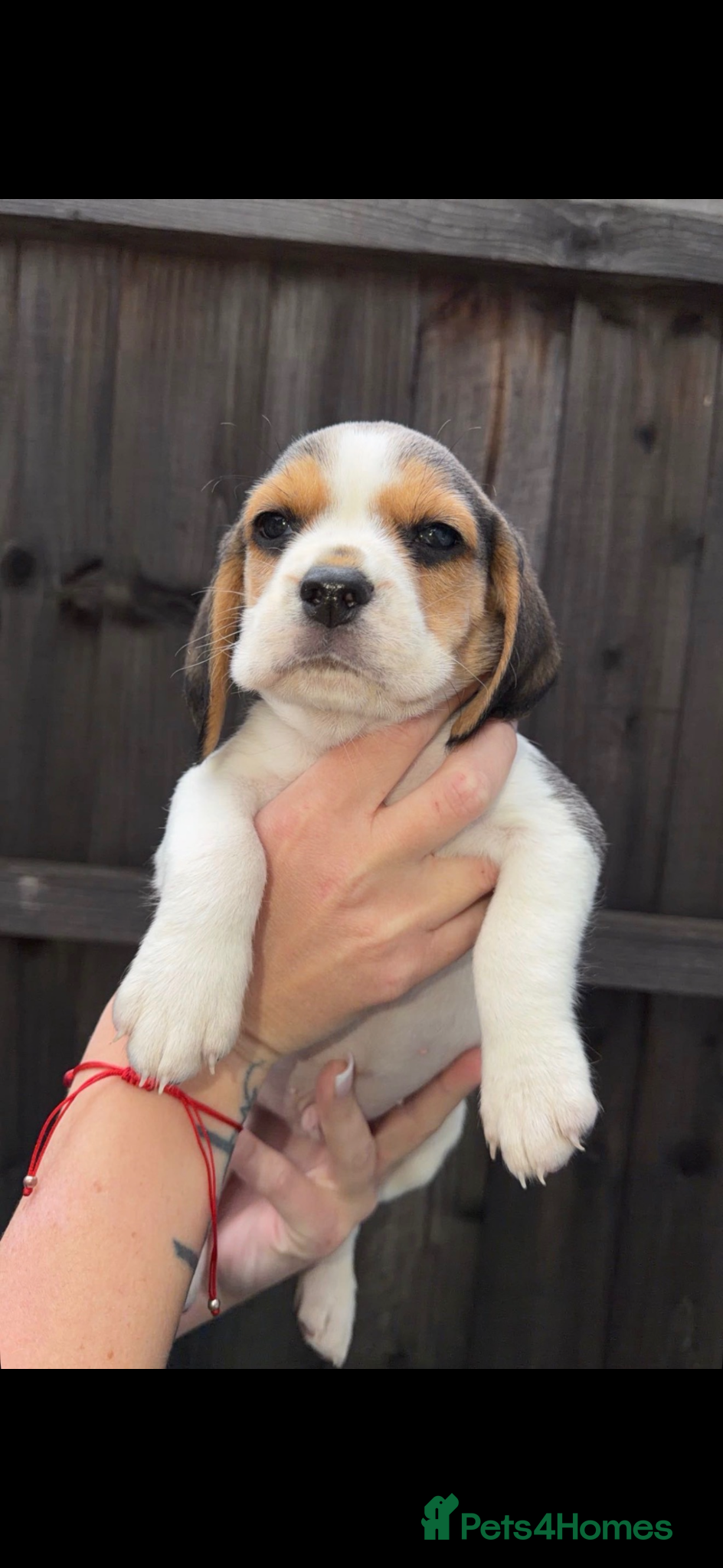 Beagle dogs KC registered Beagle puppies 🐶  - Advert 5