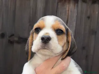 Beagle dogs KC registered Beagle puppies 🐶 - Advert 5