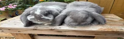 French Lop rabbits for sale: French lops - Advert 4