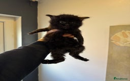 Mixed Breed cats for sale: kittens - Image 4